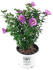 Proven winners hibiscus for sale  Delivered anywhere in USA 
