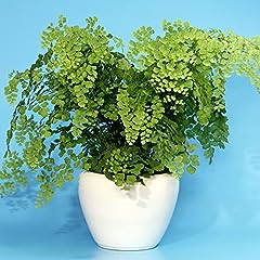 Tropical adiantum fragrans for sale  Delivered anywhere in UK