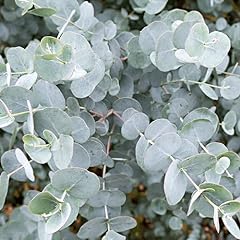 Eucalyptus gunnii 9cm for sale  Delivered anywhere in Ireland
