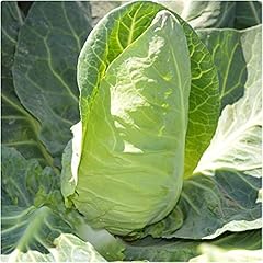 Cabbage pointed regency for sale  Delivered anywhere in UK