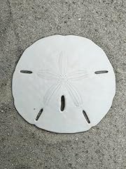 2.5 sand dollars for sale  Delivered anywhere in USA 