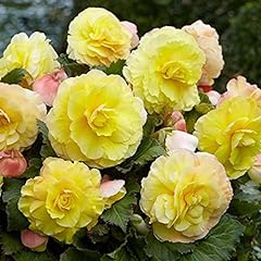 Superba begonia yellow for sale  Delivered anywhere in USA 