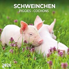 Schweinchen piggies 2026 gebraucht kaufen  Wird an jeden Ort in Deutschland
