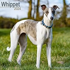 Whippet calendar 2024 usato  Spedito ovunque in Italia 