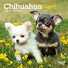 Chihuahua puppies 2025 for sale  Delivered anywhere in USA 