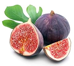 Chicago edible fig for sale  Delivered anywhere in USA 