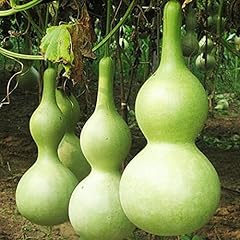 Seeds4planting seeds calabash for sale  Delivered anywhere in USA 