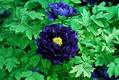 Yuxusus peony flower for sale  Delivered anywhere in USA 