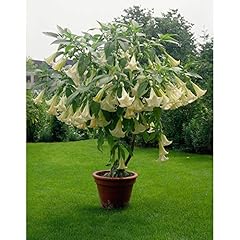 Bianco datura semi d'occasion  Livré partout en Belgiqu