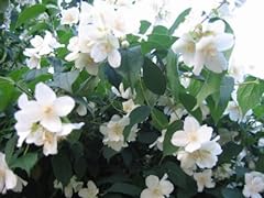 Seedville philadelphus coronar for sale  Delivered anywhere in USA 
