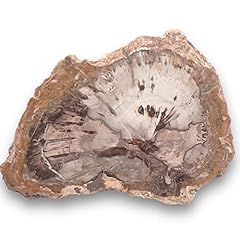 Petrified wood natural for sale  Delivered anywhere in USA 