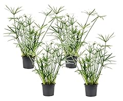 Plant box cyperus gebraucht kaufen  Wird an jeden Ort in Deutschland