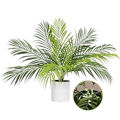 Recutms fake plants for sale  Delivered anywhere in USA 
