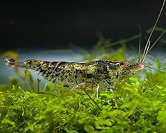 Garnelen neocaridina davidi d'occasion  Livré partout en Belgiqu