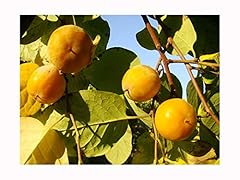 American persimmon diospyros for sale  Delivered anywhere in UK