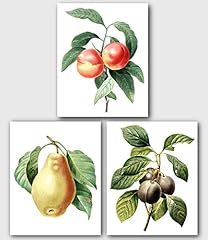 Set botanical prints for sale  Delivered anywhere in UK