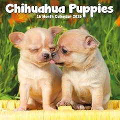 Carousel calendars chihuahua for sale  Delivered anywhere in USA 