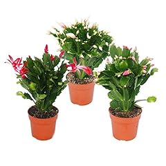 Christmas cactus schlumbergera for sale  Delivered anywhere in Ireland