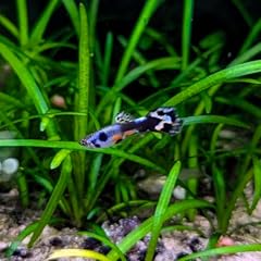 Endler guppy fry for sale  Delivered anywhere in UK