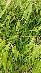 Fargesia robusta campbell d'occasion  Livré partout en France