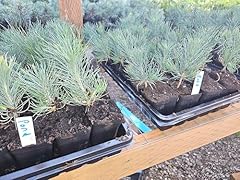 Live ponderosa pine for sale  Delivered anywhere in USA 