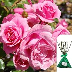 Climbing rose aloha for sale  Delivered anywhere in UK