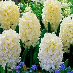 Brilliant hyacinth bulbs for sale  Delivered anywhere in USA 