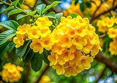 Golden trumpet tree for sale  Delivered anywhere in USA 