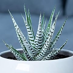 Succulent haworthia big for sale  Delivered anywhere in UK