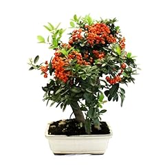 Kentis bonsai pyracantha usato  Spedito ovunque in Italia 