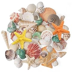 Qiblaou conchiglie mare usato  Spedito ovunque in Italia 