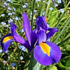 Carbeth plants iris for sale  Delivered anywhere in UK