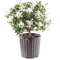 Brussel bonsai live for sale  Delivered anywhere in USA 