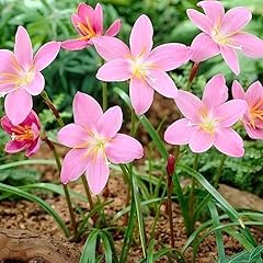 Votaniki zephyranthes robustus for sale  Delivered anywhere in USA 