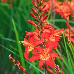 Crocosmia orange lucifer for sale  Delivered anywhere in USA 
