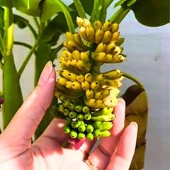 Truly tiny banana for sale  Delivered anywhere in USA 