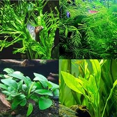Mainam different anubias for sale  Delivered anywhere in USA 