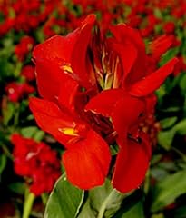 Canna rhizomes bulbs for sale  Delivered anywhere in USA 