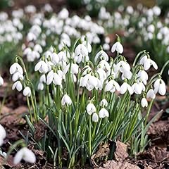 Snowdrop galanthus autumn for sale  Delivered anywhere in UK