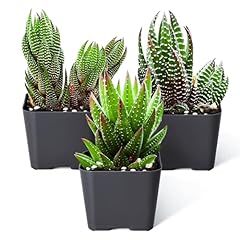 Sprout green haworthia for sale  Delivered anywhere in USA 