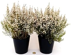 Powers flowers erica usato  Spedito ovunque in Italia 