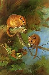 Art paintings dormice for sale  Delivered anywhere in UK