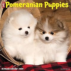 Pomeranian puppies 2024 for sale  Delivered anywhere in UK
