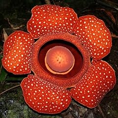 Semi pianta rafflesia usato  Spedito ovunque in Italia 