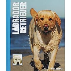 Labrador retrievers d'occasion  Livré partout en France