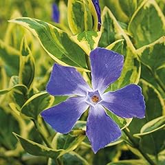 Vinca major variegata for sale  Delivered anywhere in UK