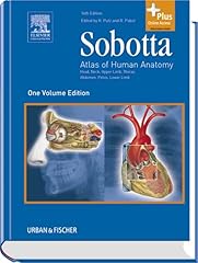 Sobotta atlas human gebraucht kaufen  Wird an jeden Ort in Deutschland