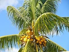 Cocos nucifera coconut for sale  Delivered anywhere in USA 