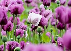 Mohn ungarisch blau gebraucht kaufen  Wird an jeden Ort in Deutschland