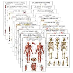 Pack anatomical posters for sale  Delivered anywhere in UK